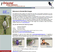 Tablet Screenshot of orientalbirdimages.org